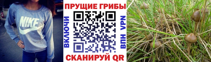Псилоцибиновые грибы Magic Shrooms Балей